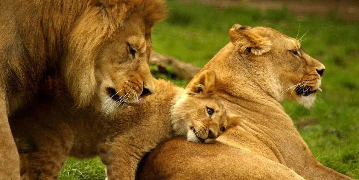 Warrior Tours & Safaris