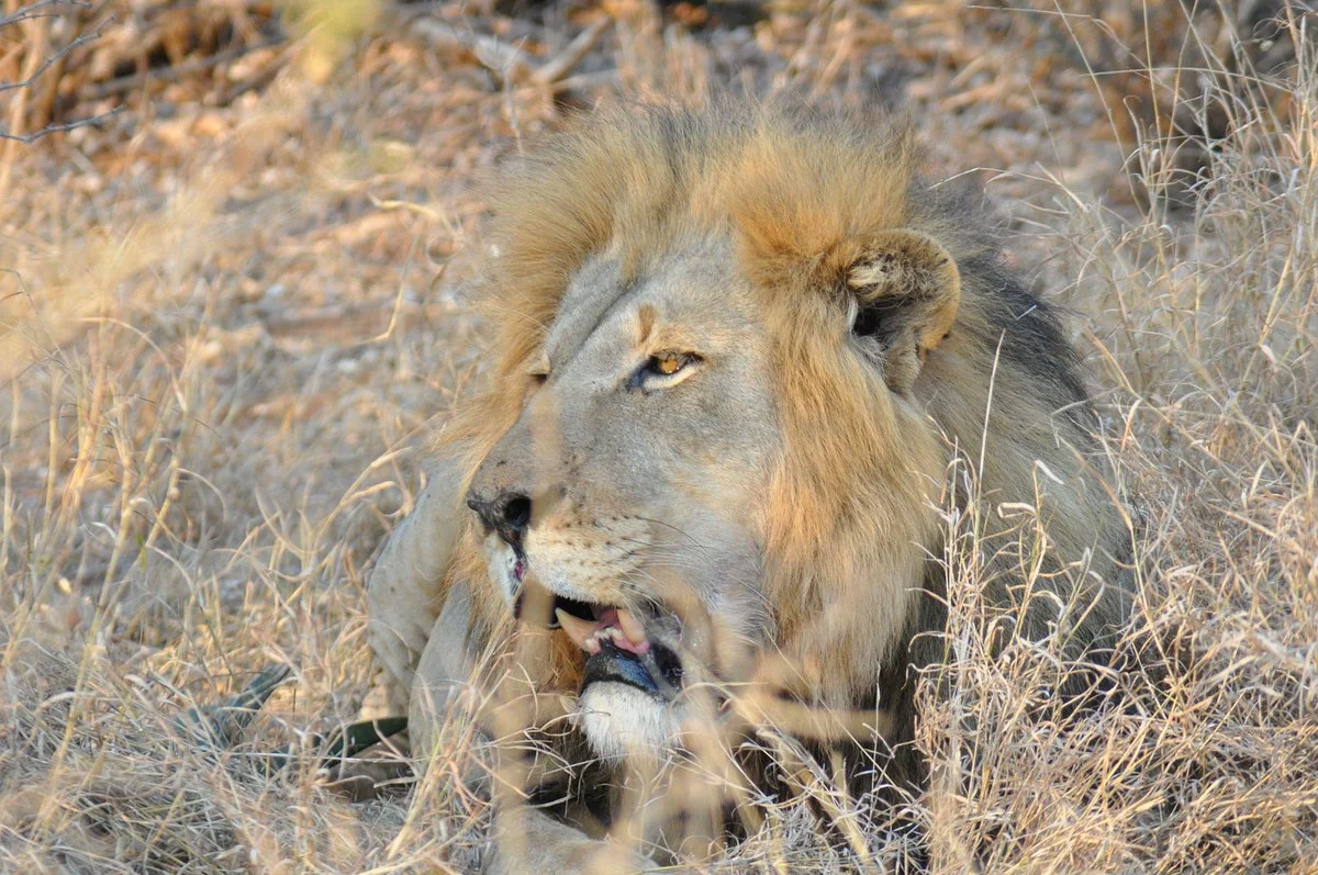 Safpol Safaris