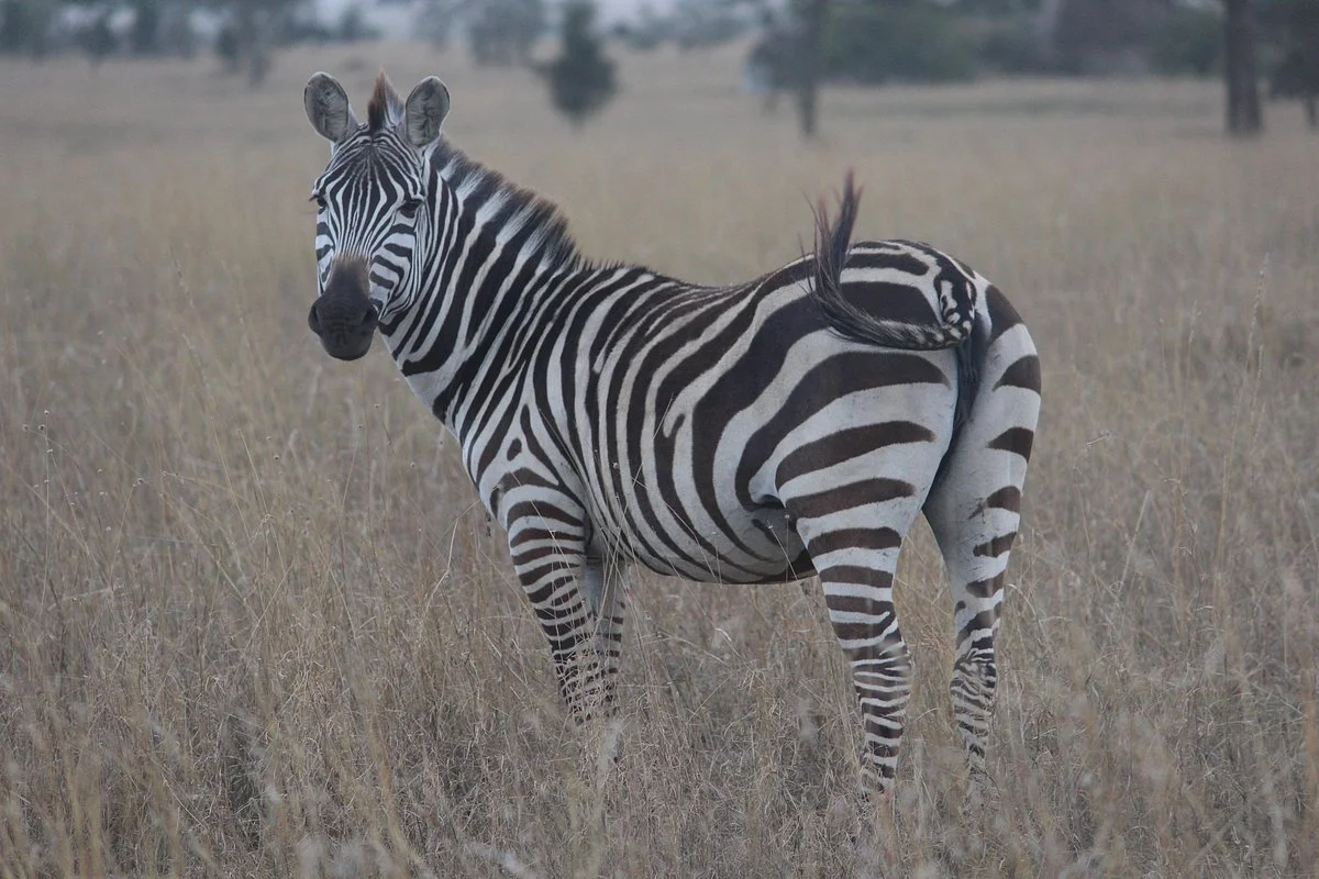 All Around Tanzania