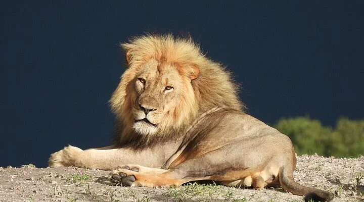 Remote Recreation