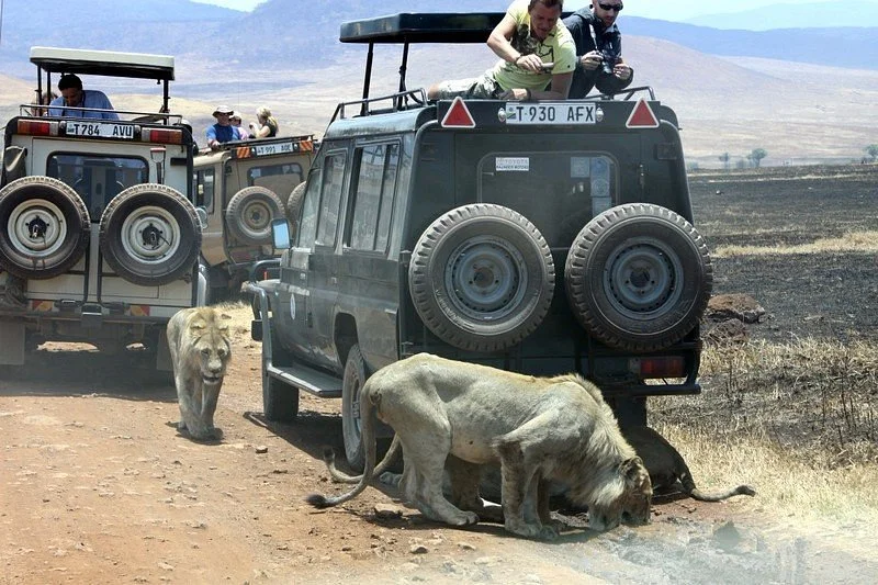 Tanzania Safari Packages Services