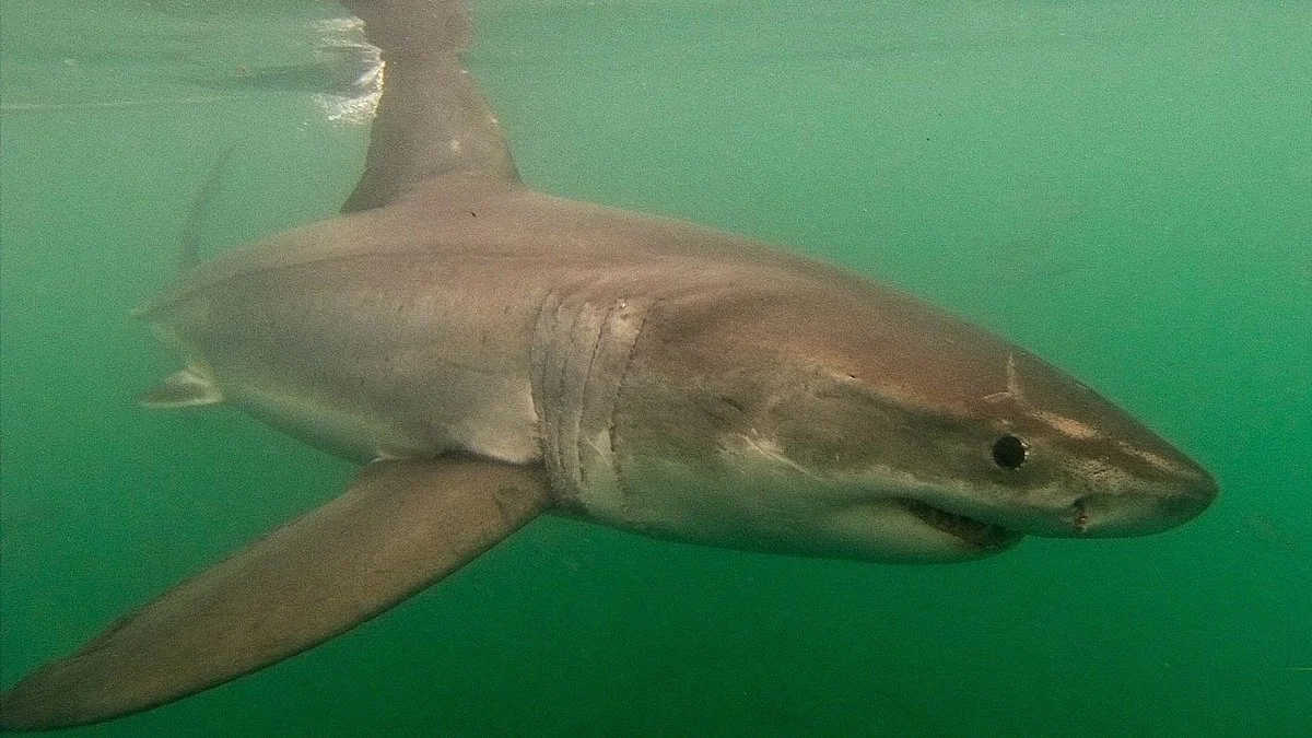 Mossel Bay Shark Seekers