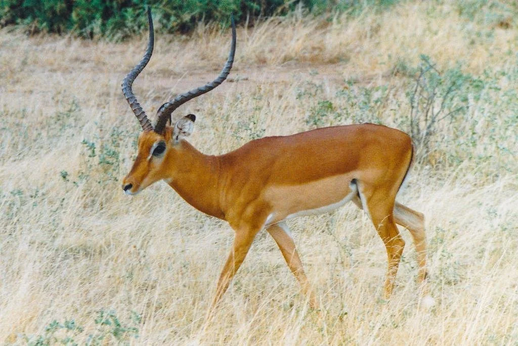 Siali Miles Safaris