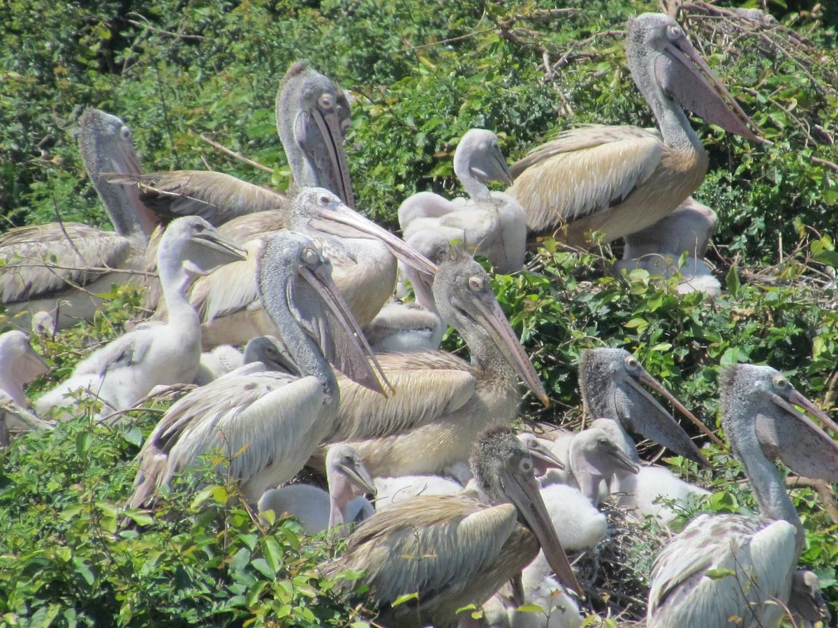 Nellapattu Sanctuary