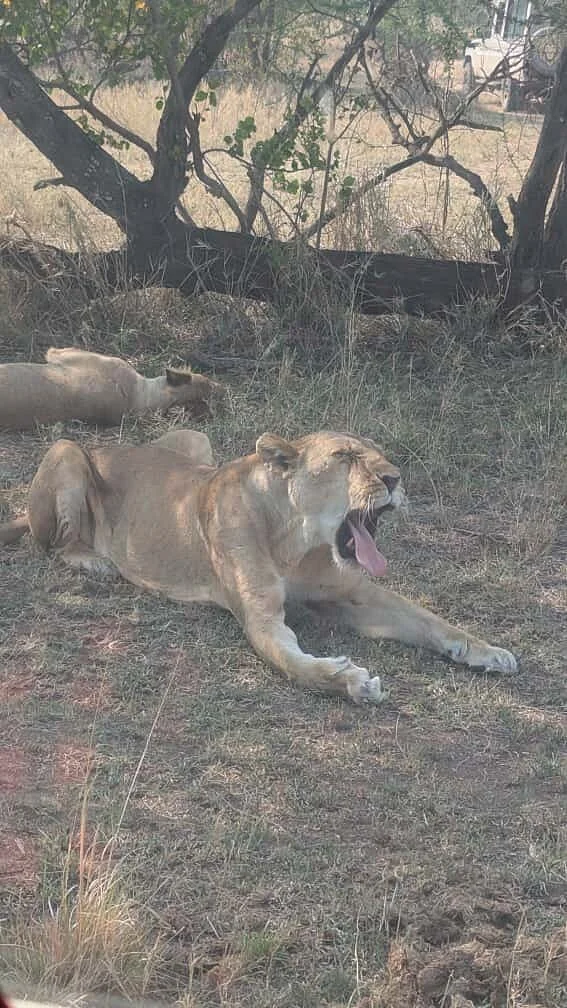 SIHA Tours & Safaris