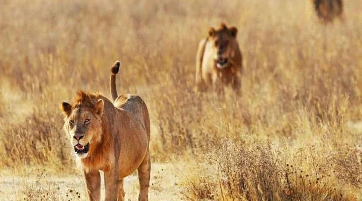 Sunfun Safaris Private Day Tours
