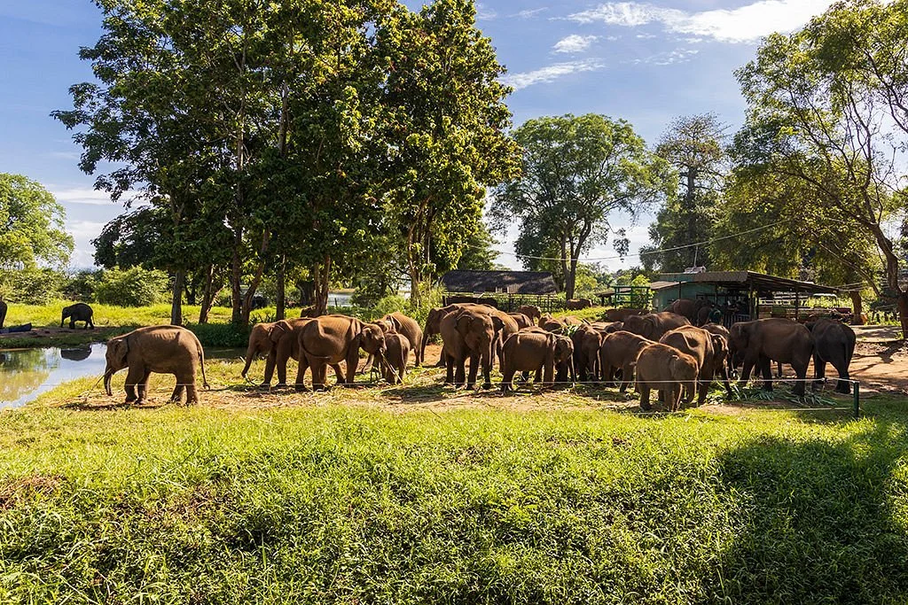 Elephant Transit Home (ETH)