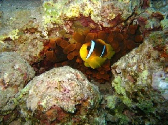 Eco Divers Dahab