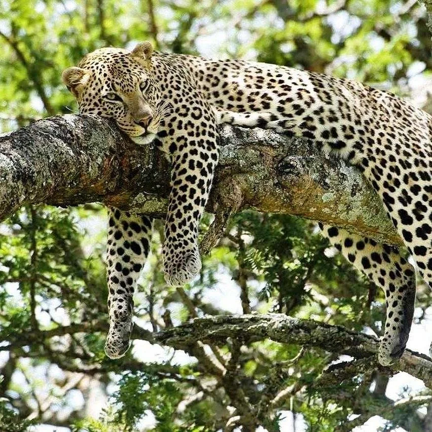Sifa Tours & Safaris Ltd.
