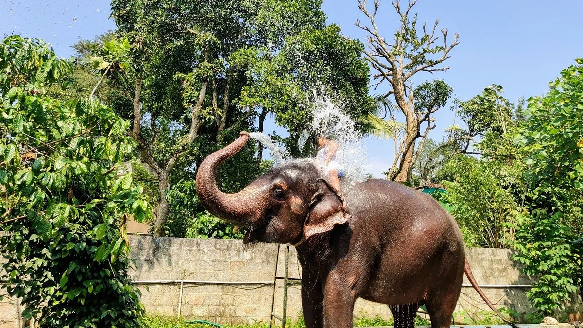Elephant Junction