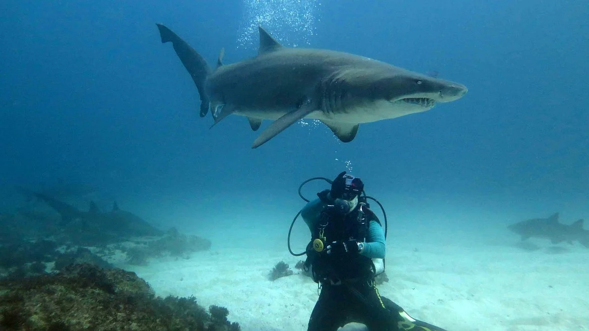 Ocean Explorers Dive Centre