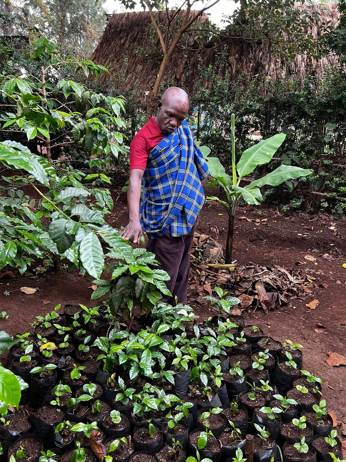 Philipo Coffee Farm