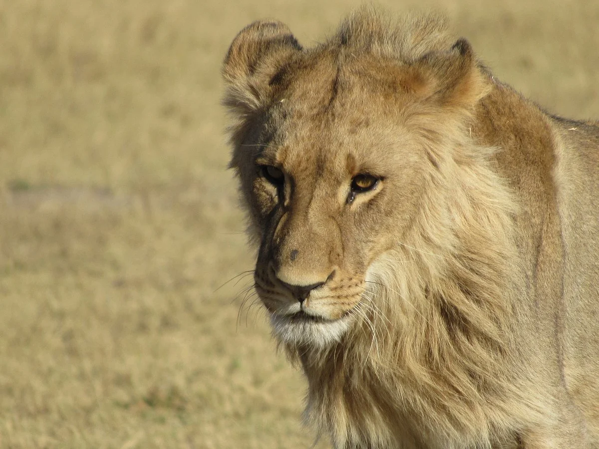 Ntshu Safaris