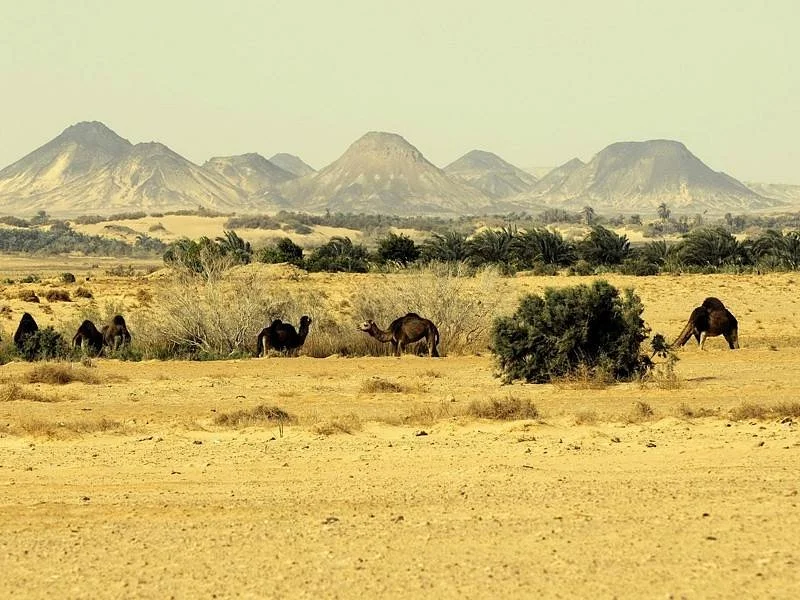 Bahrya Oasis