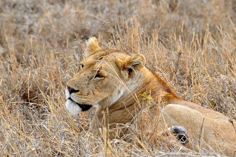 Tarangire National Park Day Trip