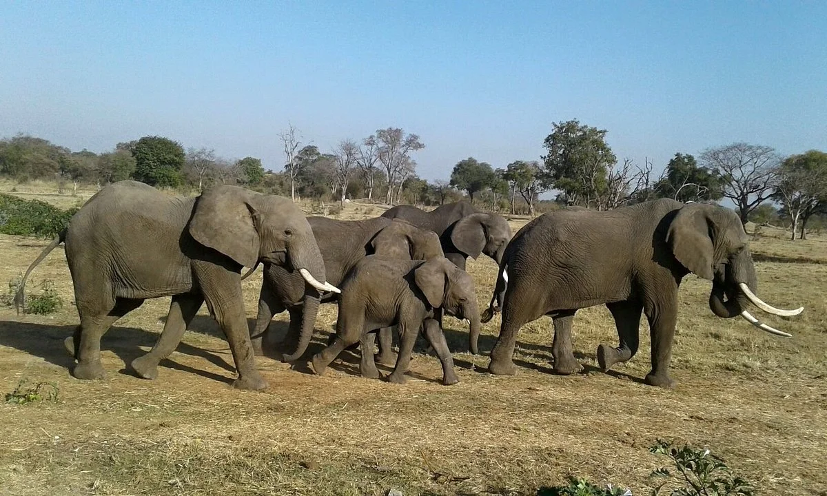 Xtreme Safari Africa