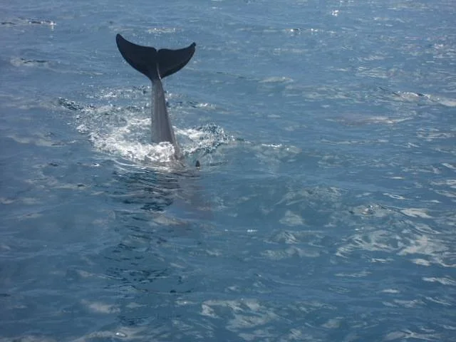 Cruzeiro Safaris - Malindi Day Tours