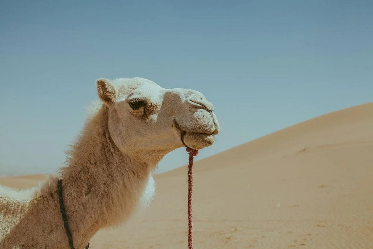 SAHARA MOROCCO DESERT TOURS