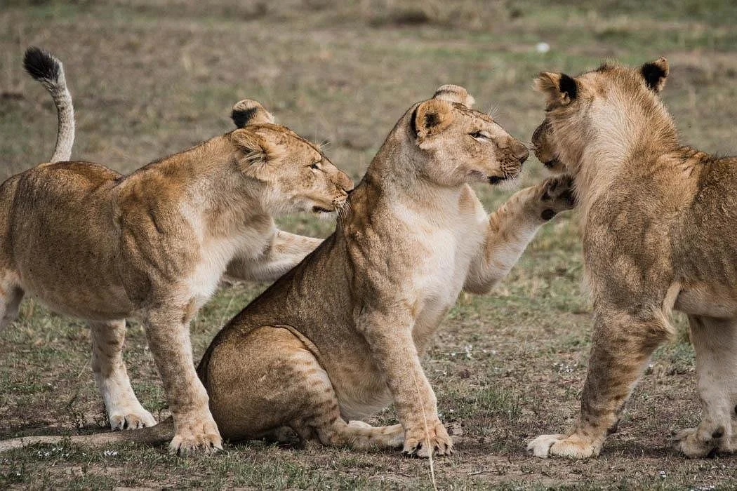Nali Safaris
