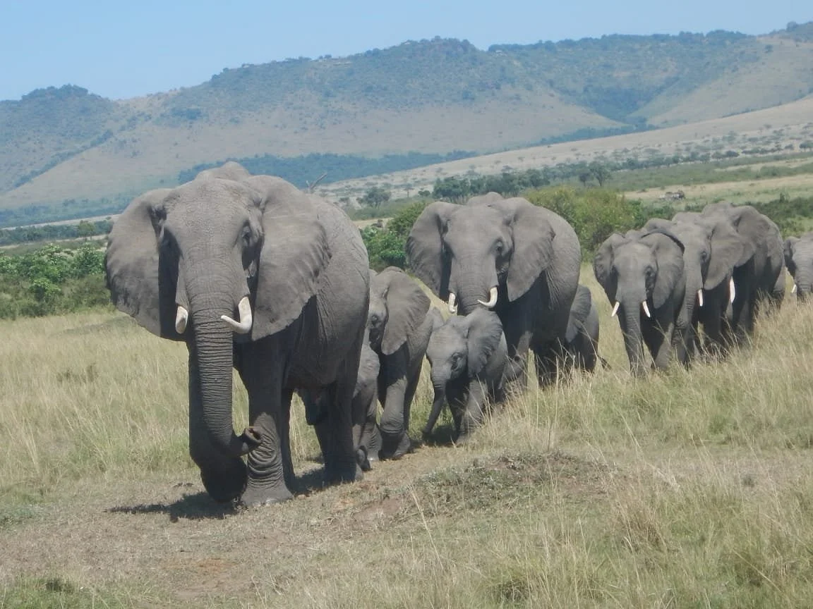 Safari Mapeka