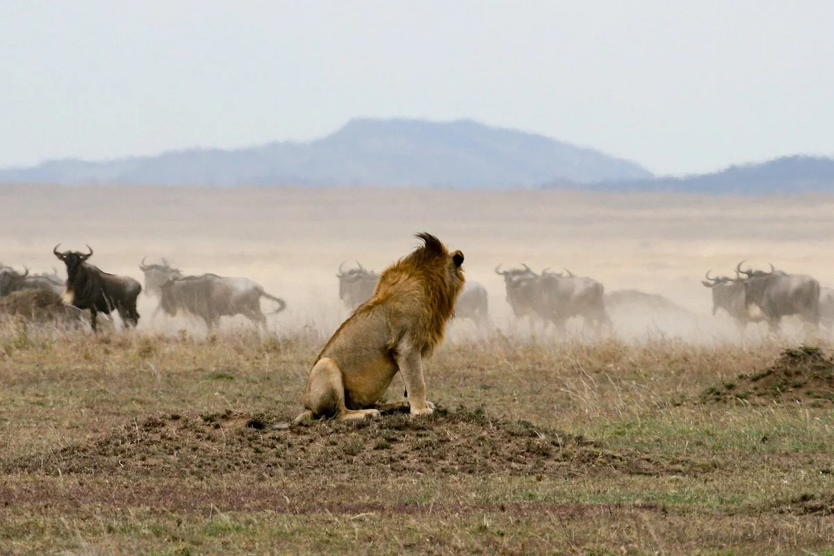 Arusha National Park safari