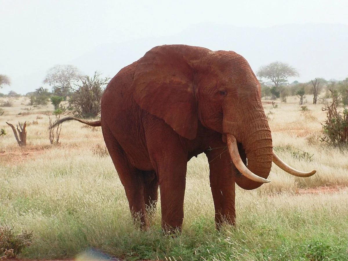 Safari Kenya 360