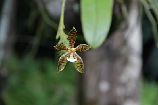 Orchid De Villa