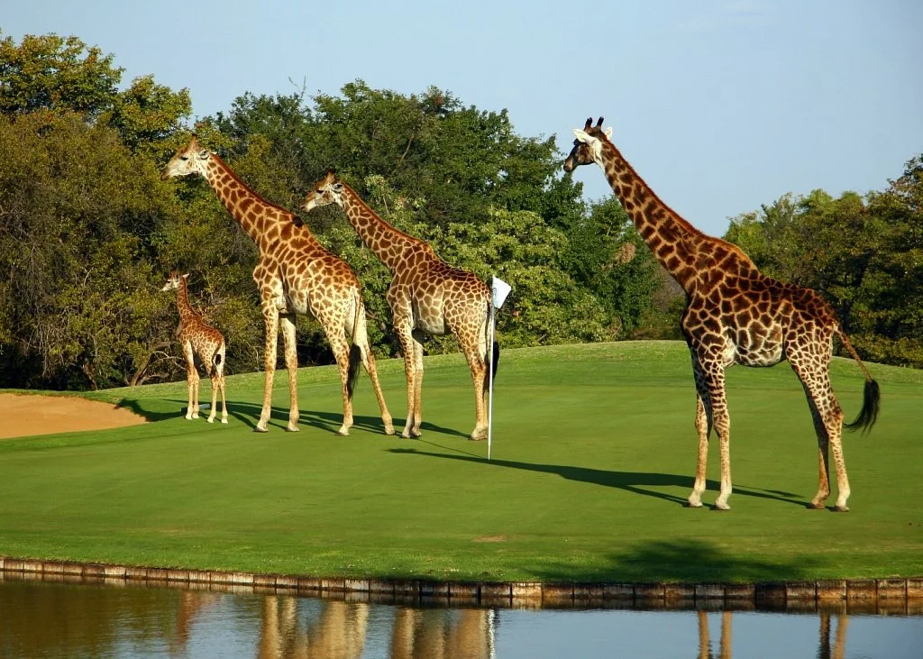 Hans Merensky Golf Estate