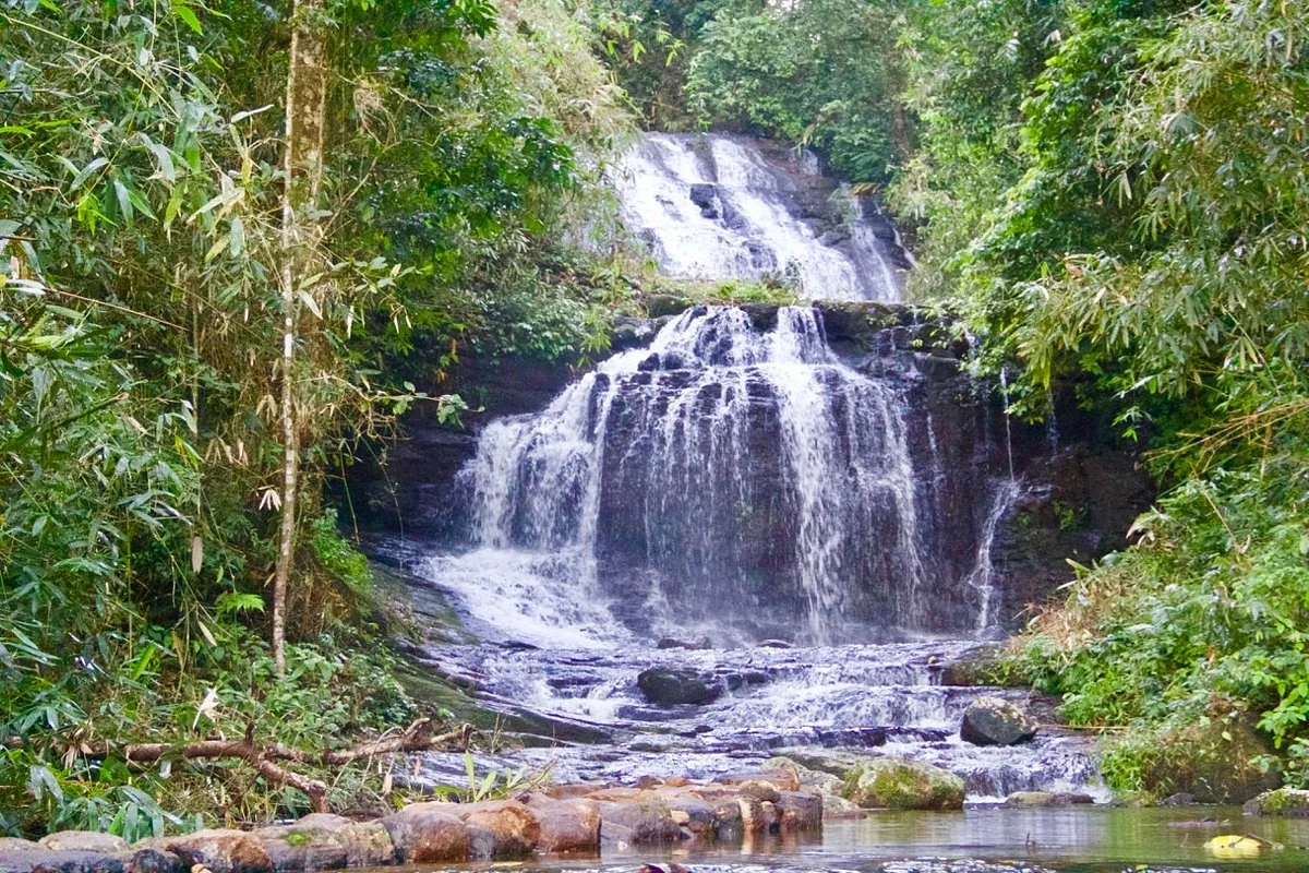 Gavi Forest
