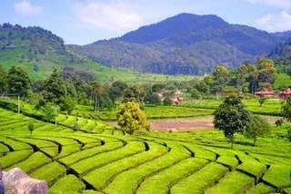 Tea Country, PTPN 8