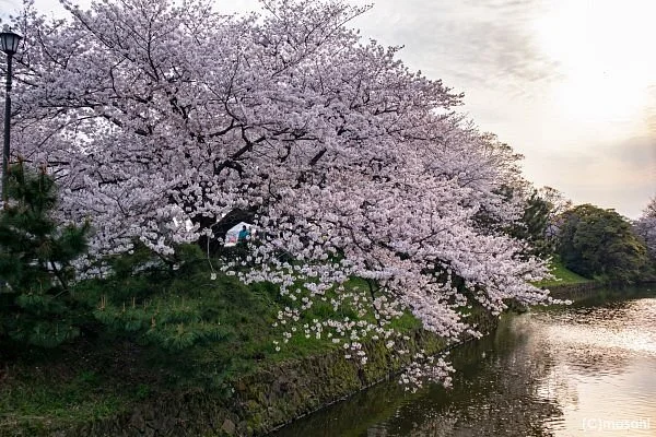 Maizuru Park