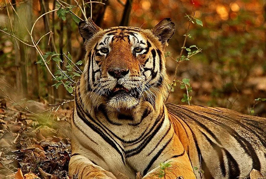 Kanha National Park
