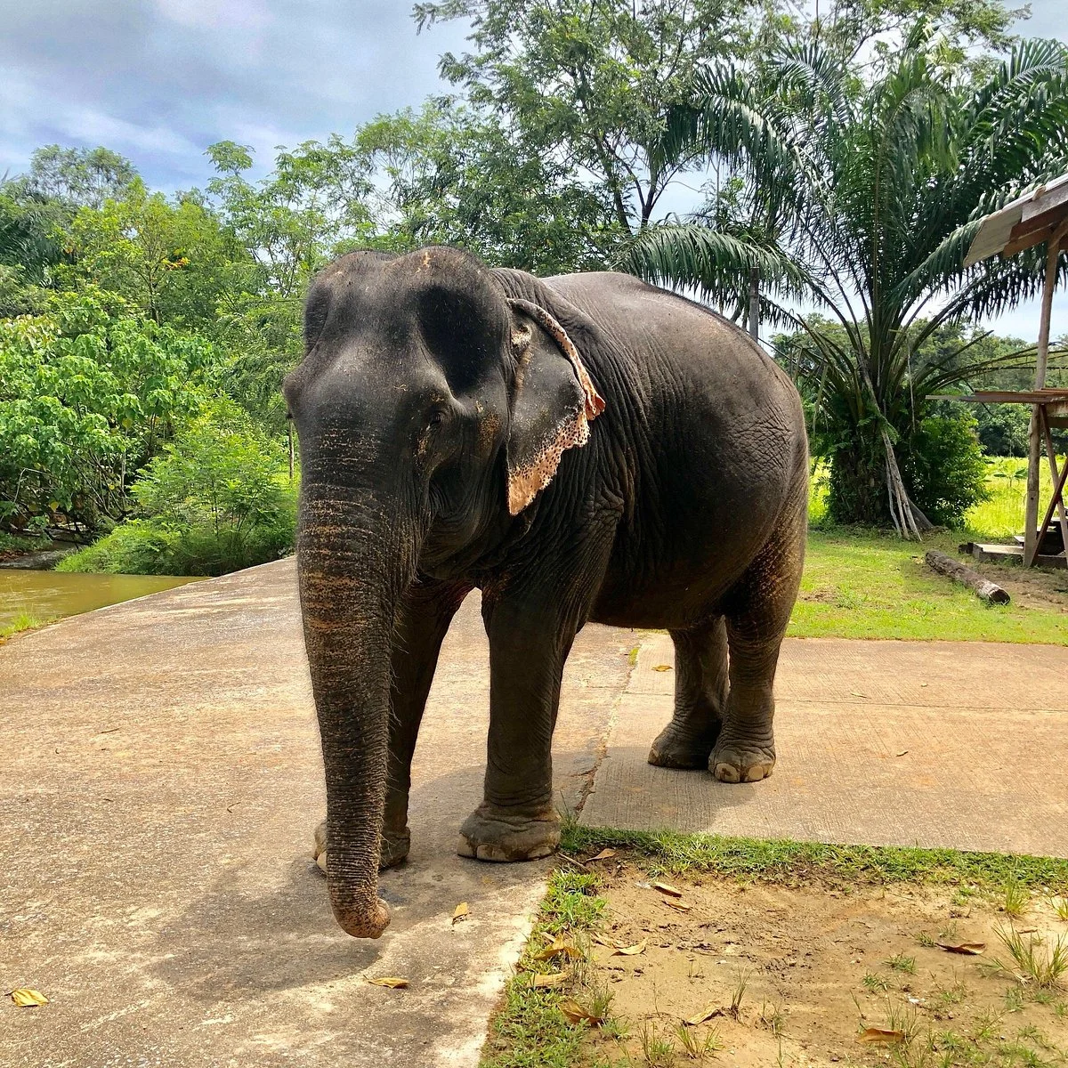 Tongdee Elephant Camp