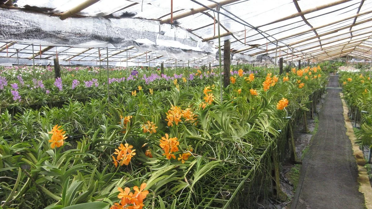 Phuket Orchid Farm