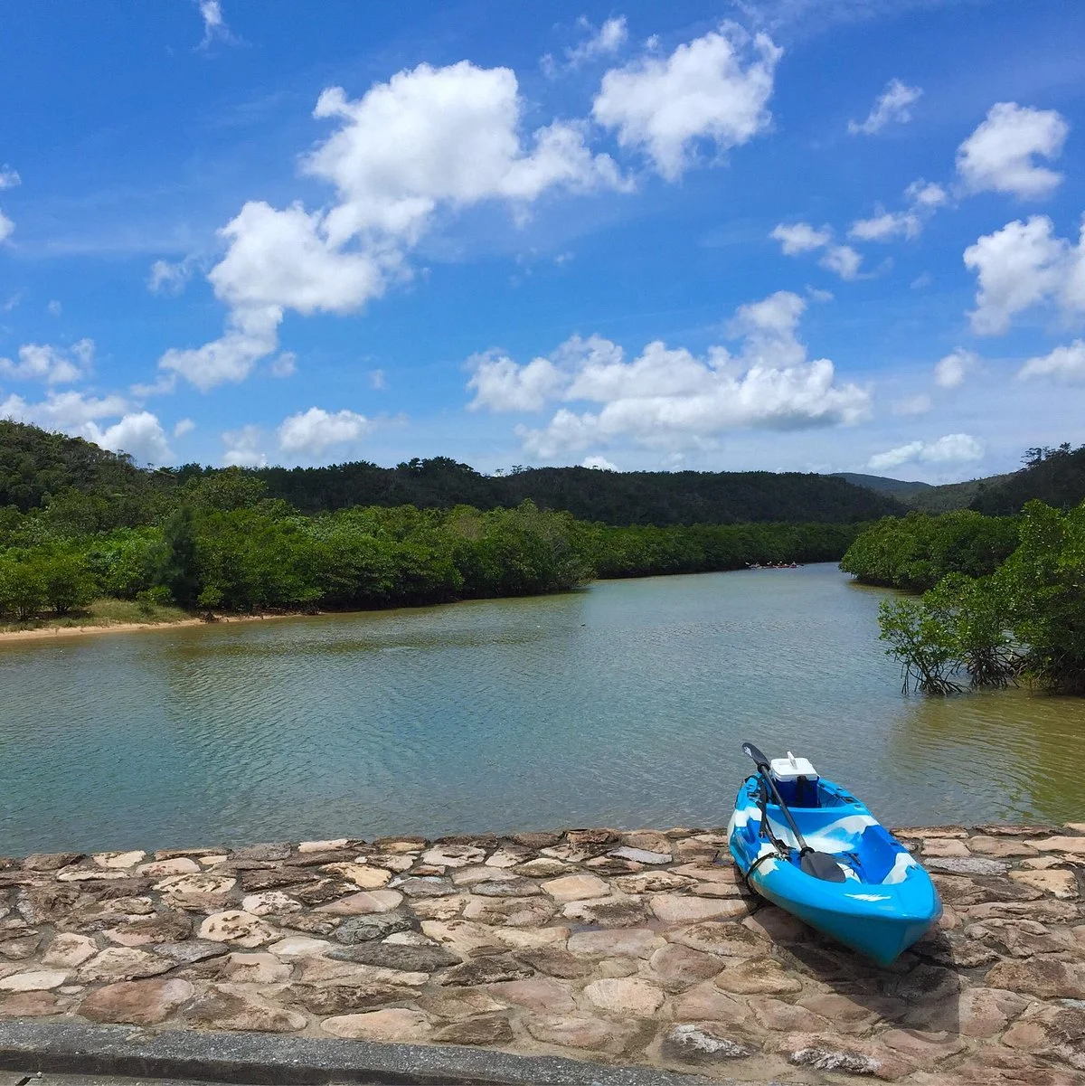 Gesashi Bay's Mangrove Forest