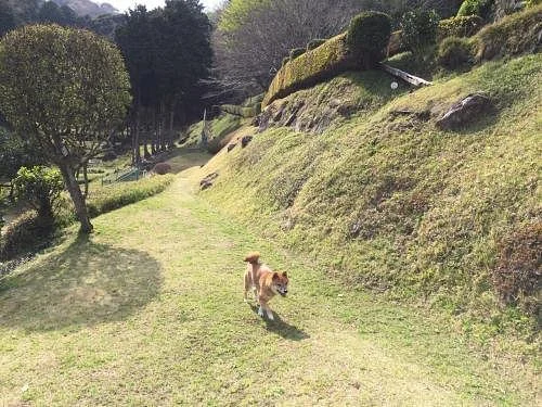 Izu Mountain Dogrun
