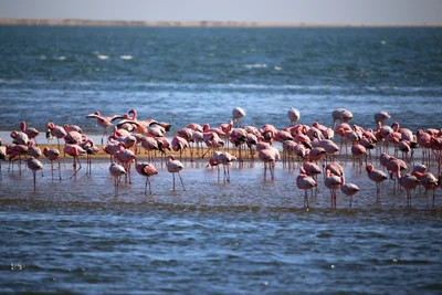 Walvis Bay - Photo 2