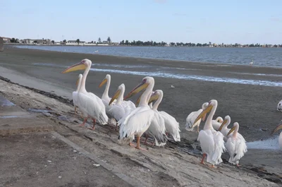 Walvis Bay - Photo 4