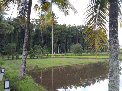 Sangeh - Photo 3