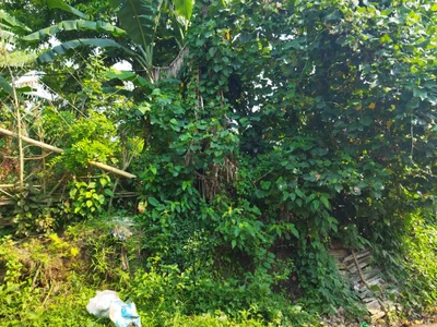 Liliw - Photo 3
