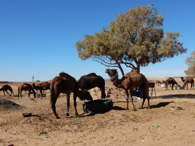Erg Chebbi - Photo 2