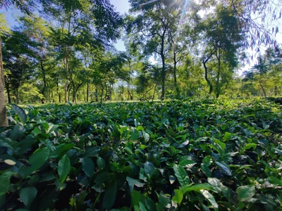 Jalpaiguri - Photo 3