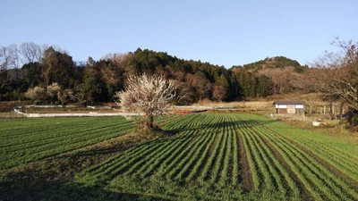 Kasama - Photo 2