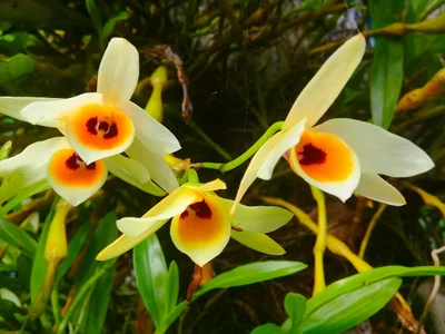 Phyu - Photo 2