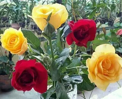 Phyu - Photo 5