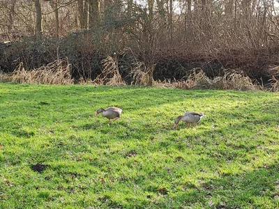 Hilversum - Photo 3