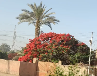 Abu Sir - Photo 4