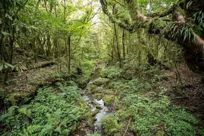 Marangu - Photo 5