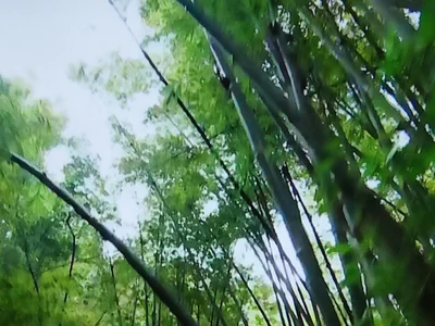 Jiang’an - Photo 2