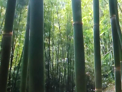 Jiang’an - Photo 4